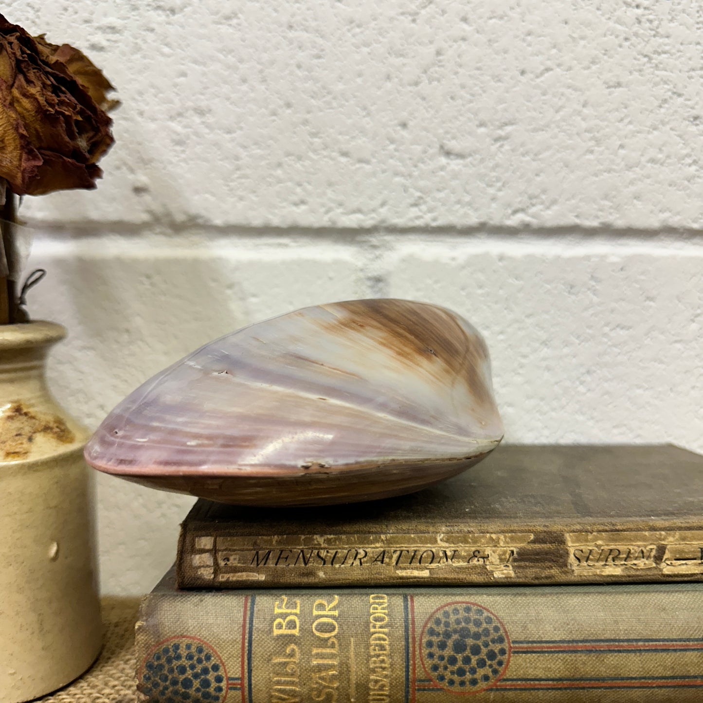 Large Bivalve Clam Seashell