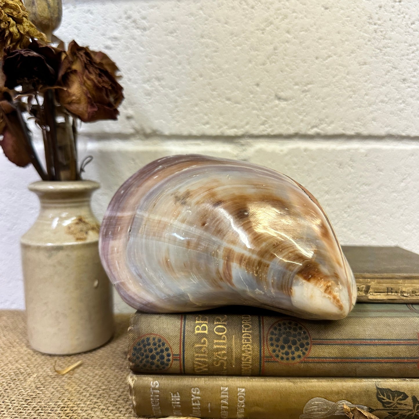 Large Bivalve Clam Seashell