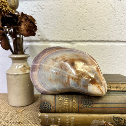 Large Bivalve Clam Seashell