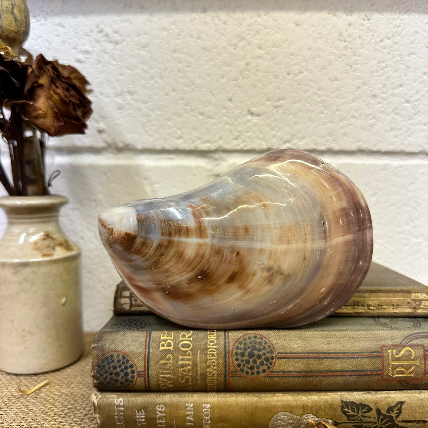 Large Bivalve Clam Seashell