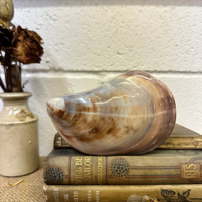 Large Bivalve Clam Seashell