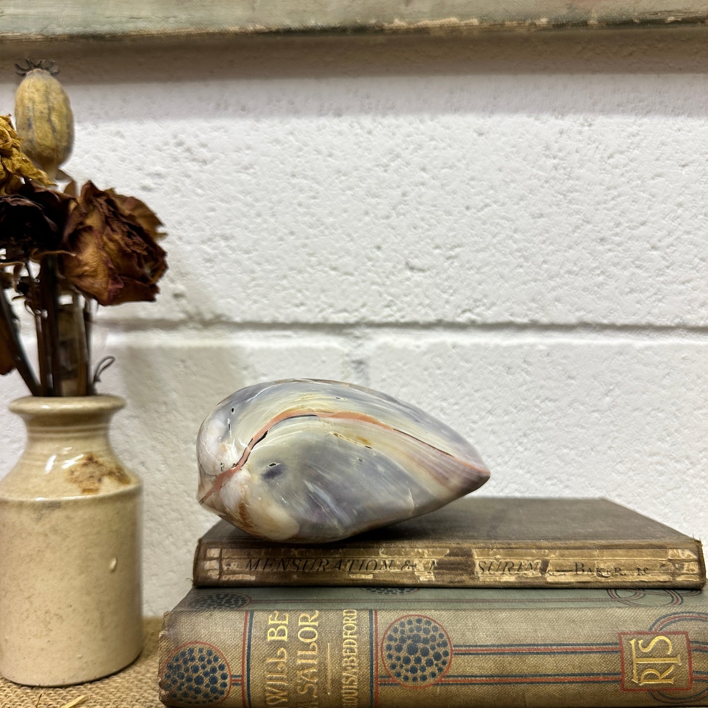 Large Bivalve Clam Seashell