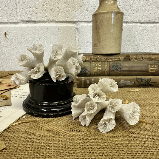 Antique Sea Coral Collection