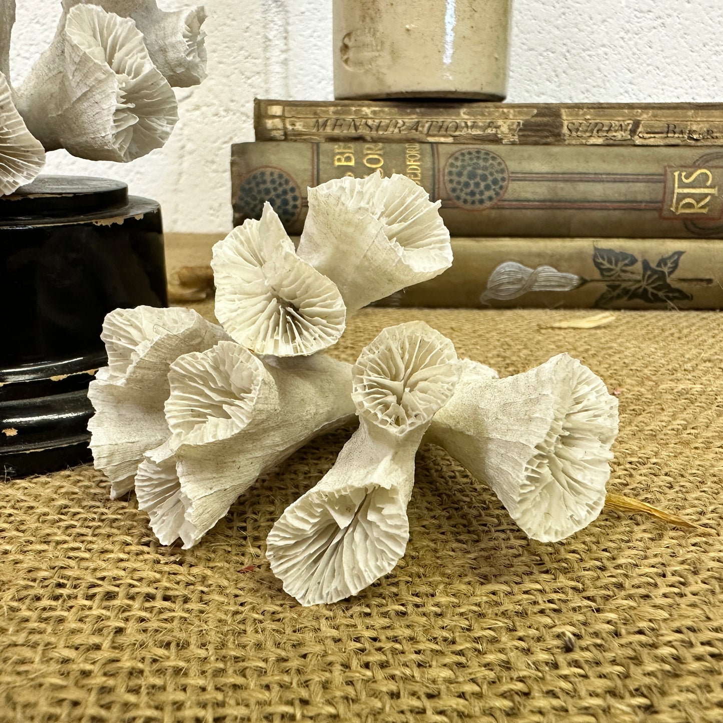 Antique Sea Coral Collection