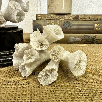 Antique Sea Coral Collection