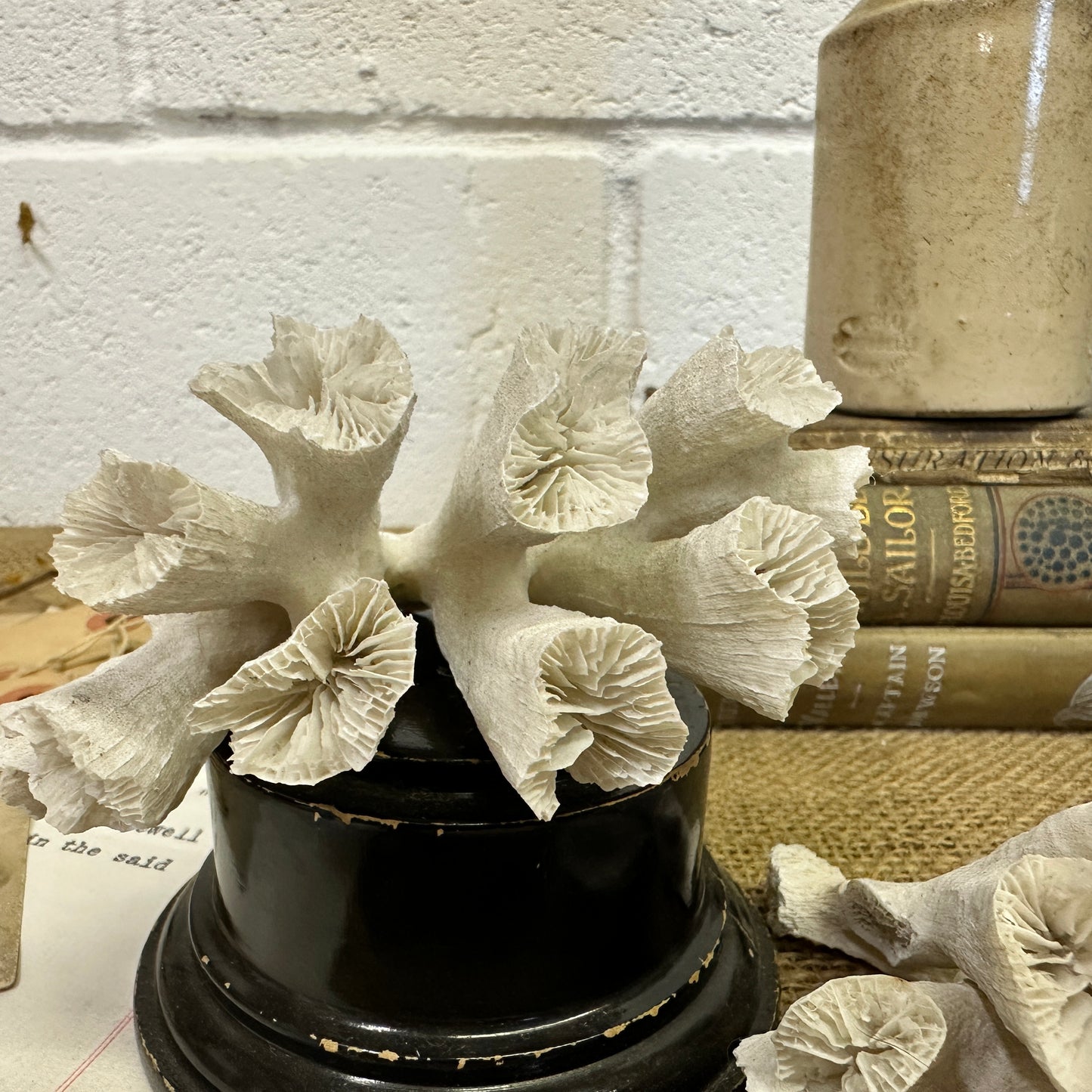 Antique Sea Coral Collection