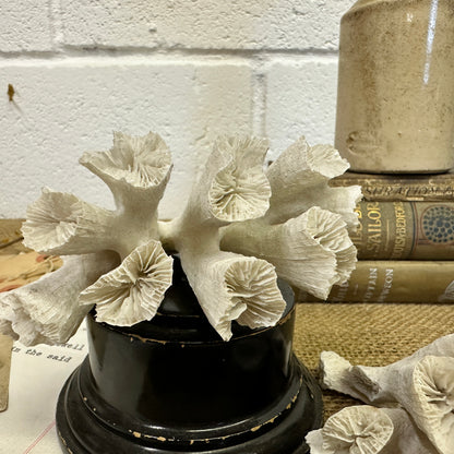 Antique Sea Coral Collection