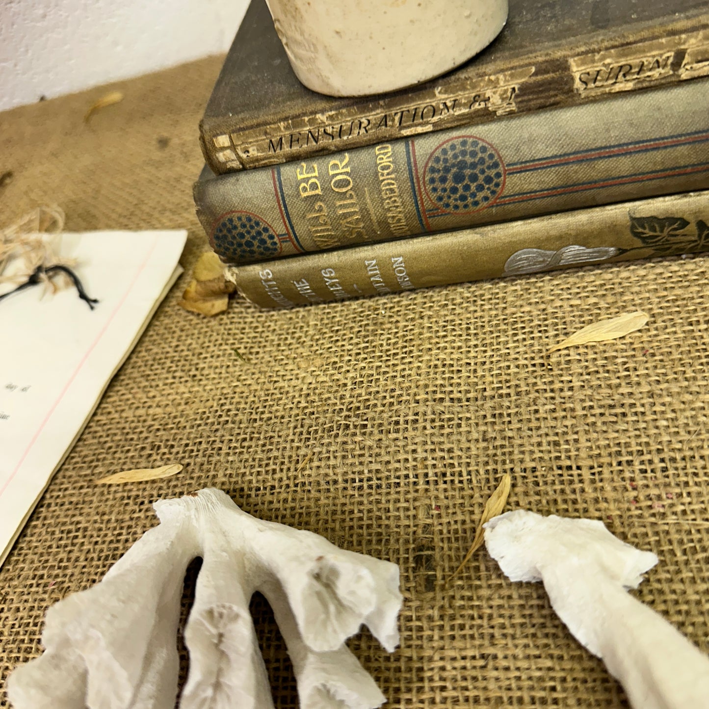 Antique Sea Coral Collection