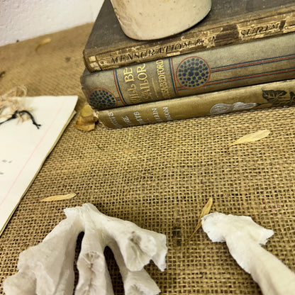 Antique Sea Coral Collection