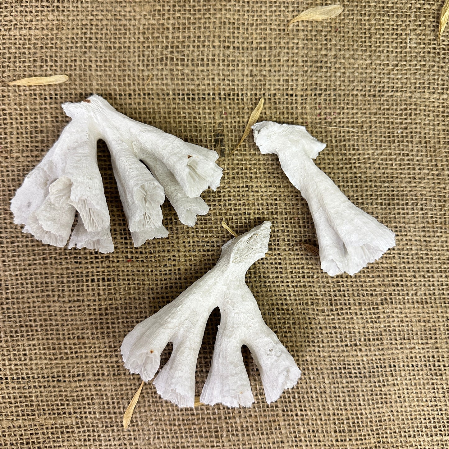 Antique Sea Coral Collection