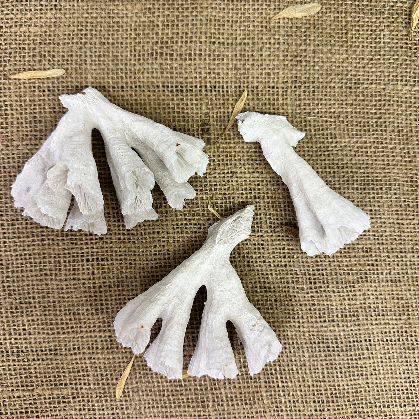 Antique Sea Coral Collection