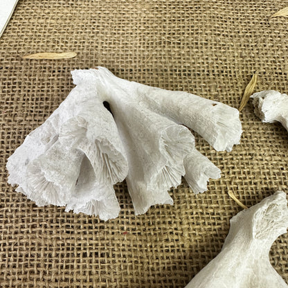 Antique Sea Coral Collection