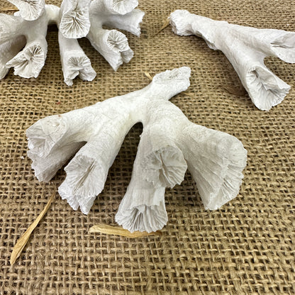 Antique Sea Coral Collection