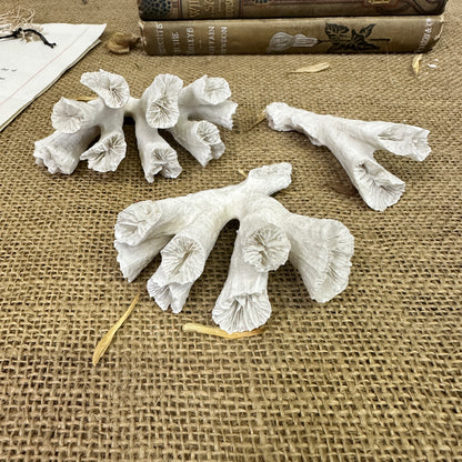 Antique Sea Coral Collection