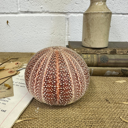 Large Sea Urchin