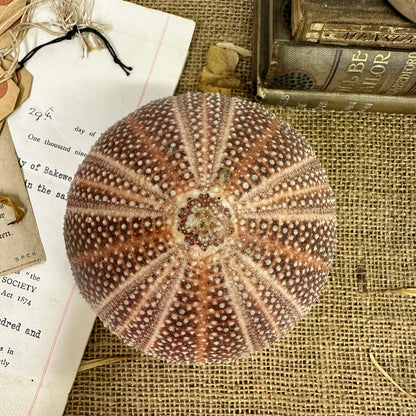 Large Sea Urchin