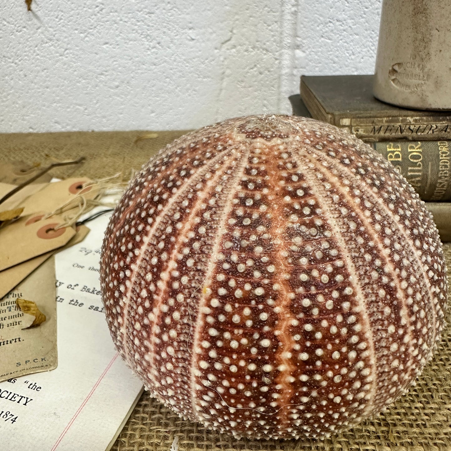 Large Sea Urchin