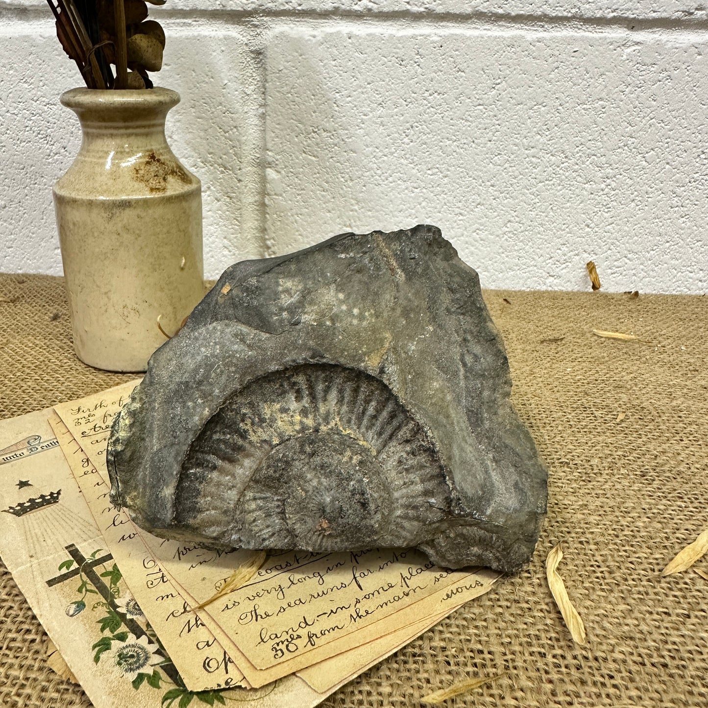 Antique Fossil Specimen Ammonite
