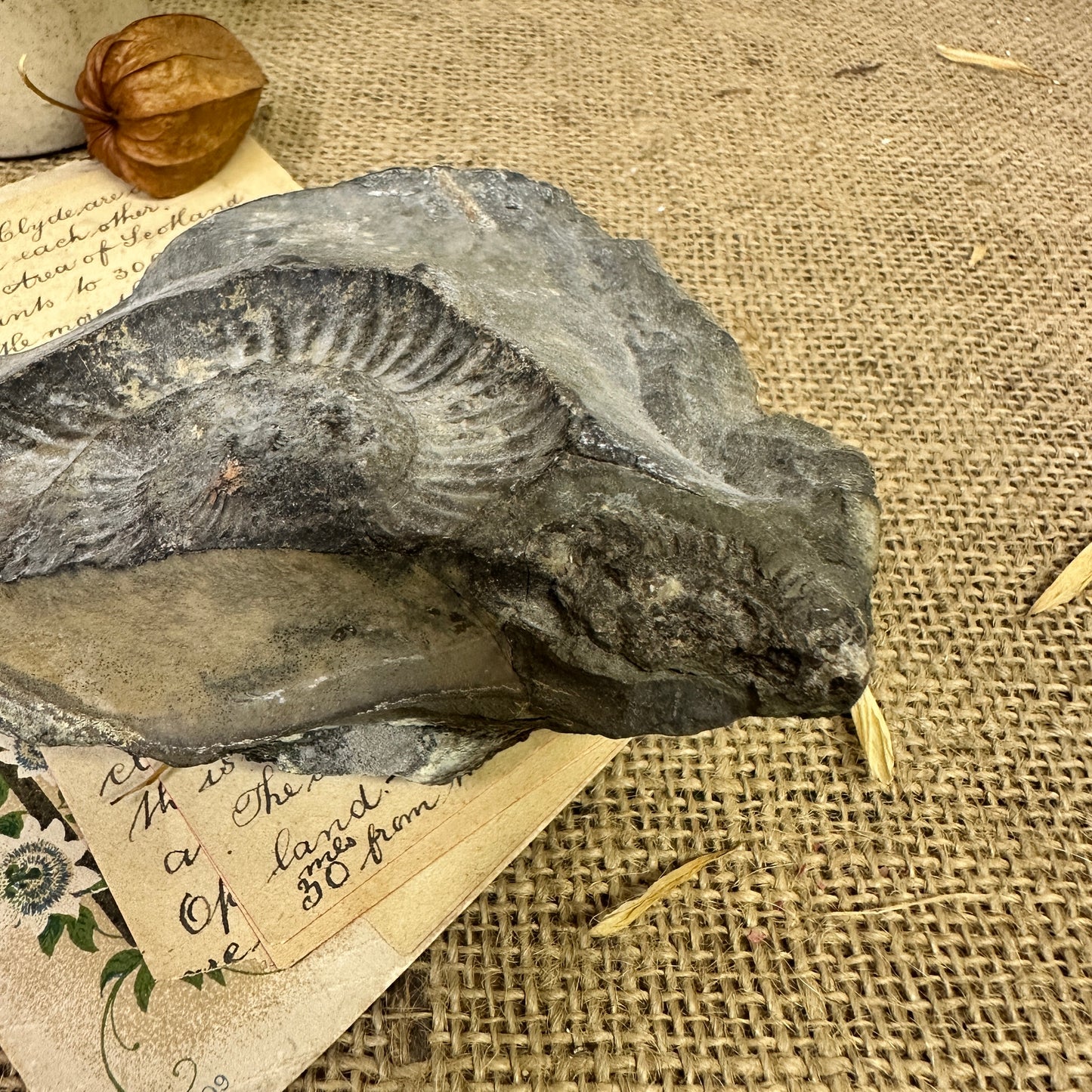 Antique Fossil Specimen Ammonite