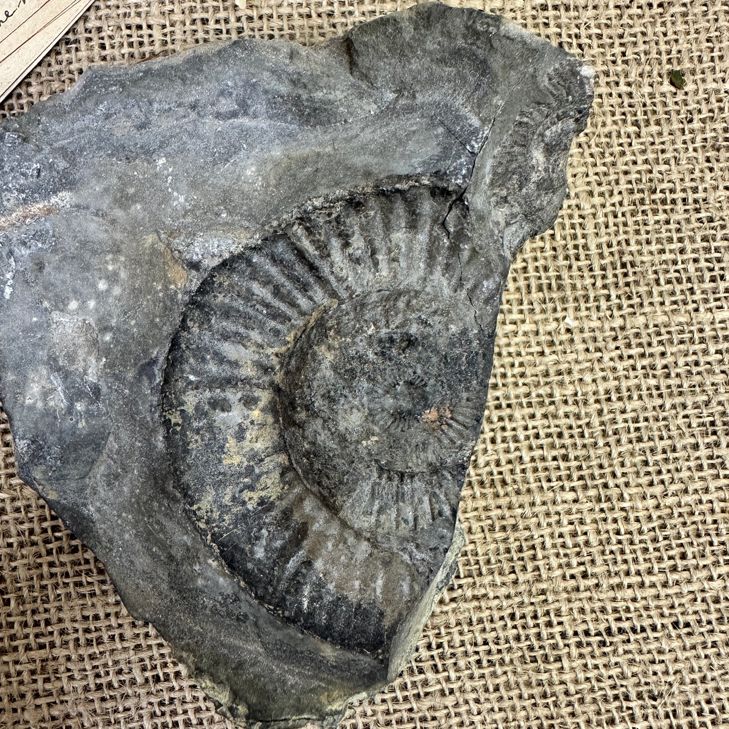 Antique Fossil Specimen Ammonite