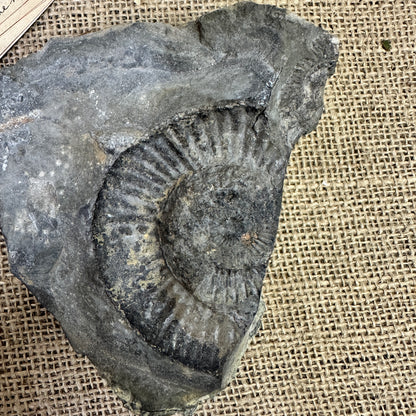Antique Fossil Specimen Ammonite