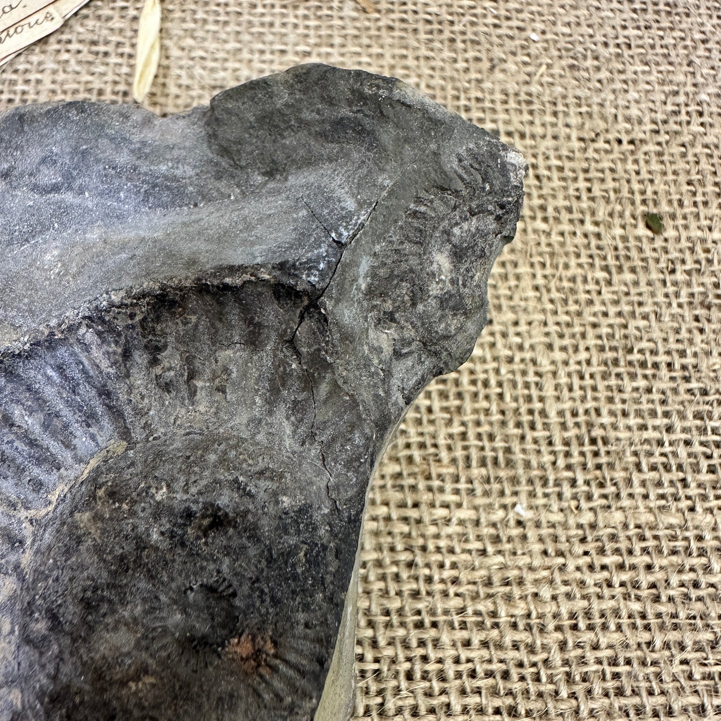 Antique Fossil Specimen Ammonite