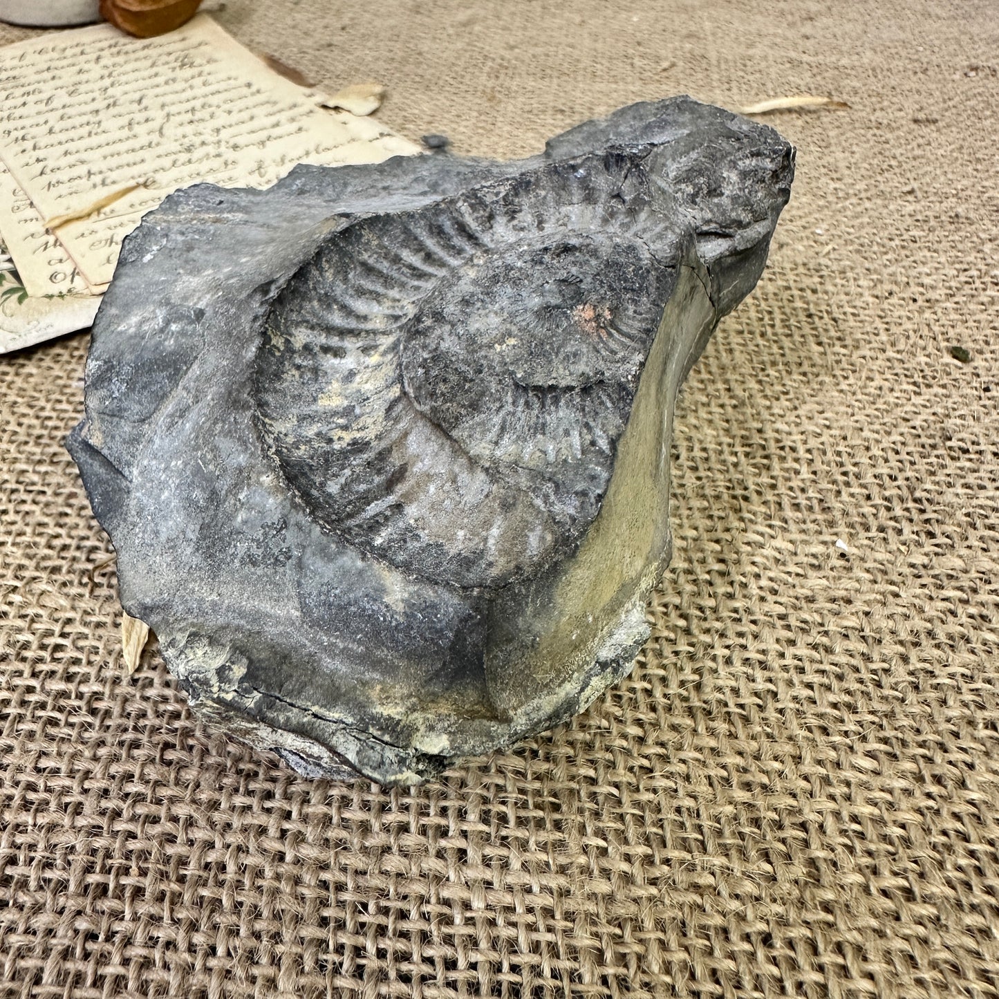 Antique Fossil Specimen Ammonite