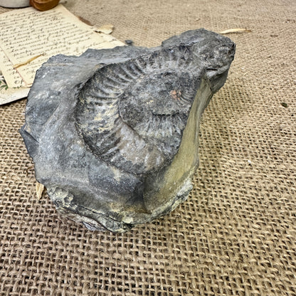 Antique Fossil Specimen Ammonite