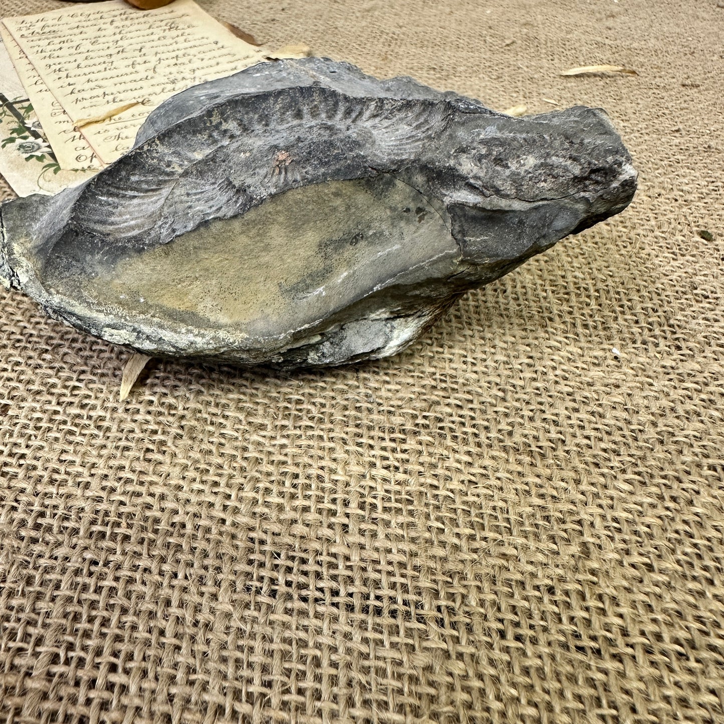Antique Fossil Specimen Ammonite