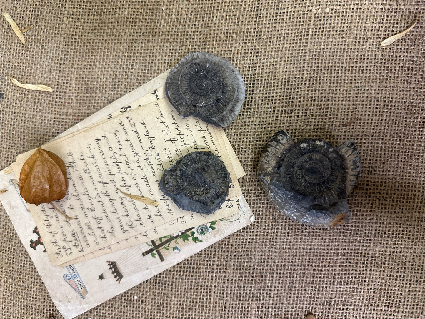 Antique Fossil Ammonite Specimens