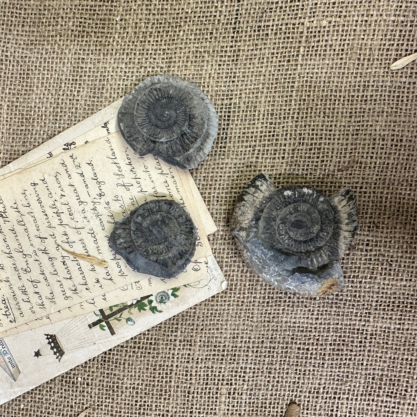 Antique Fossil Ammonite Specimens