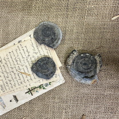 Antique Fossil Ammonite Specimens