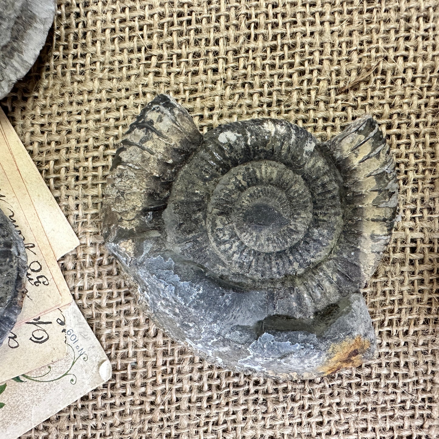 Antique Fossil Ammonite Specimens