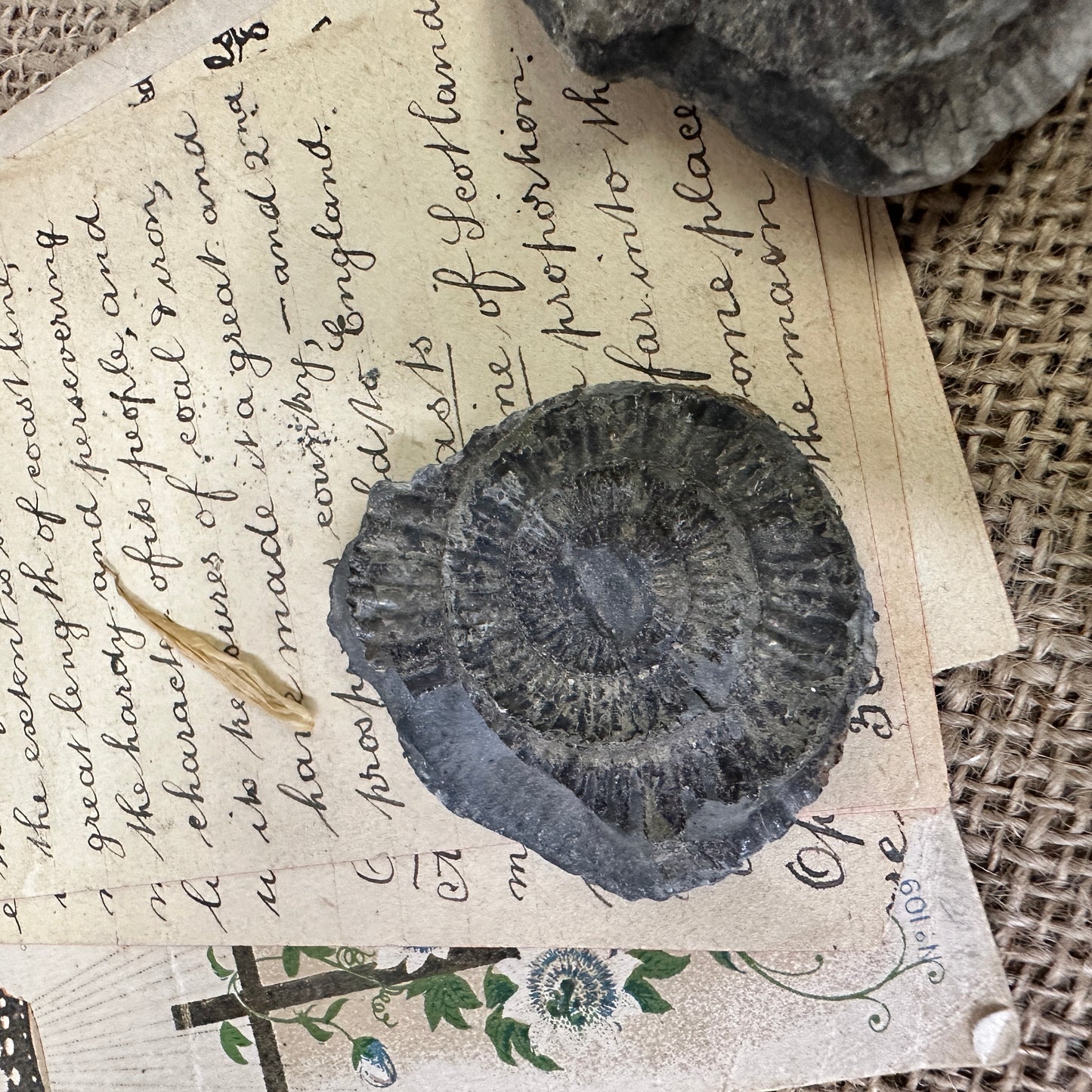 Antique Fossil Ammonite Specimens