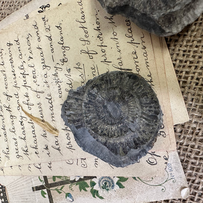 Antique Fossil Ammonite Specimens