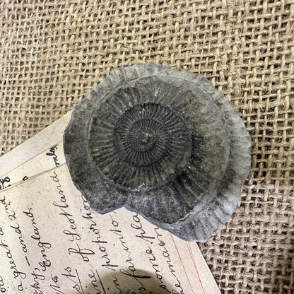 Antique Fossil Ammonite Specimens