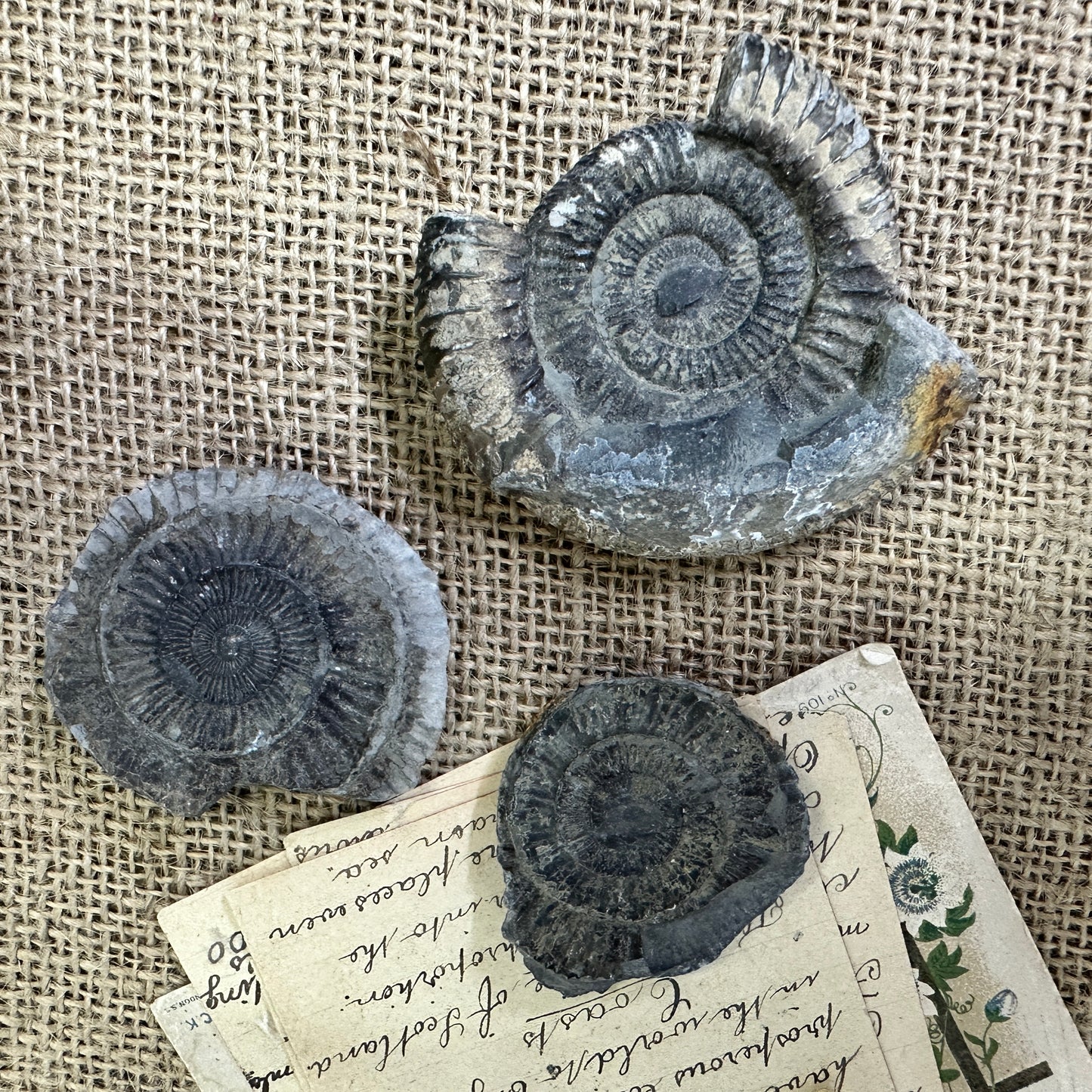Antique Fossil Ammonite Specimens