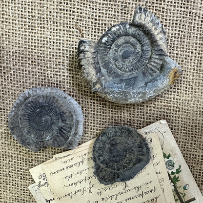 Antique Fossil Ammonite Specimens
