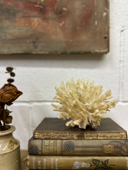 Antique Coral Specimen