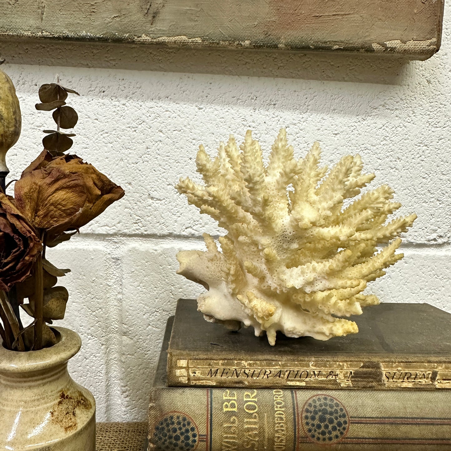 Antique Coral Specimen