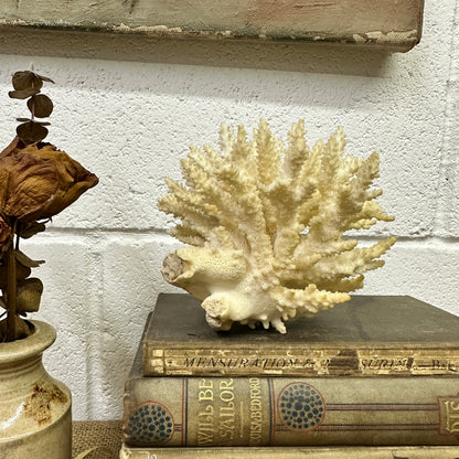 Antique Coral Specimen