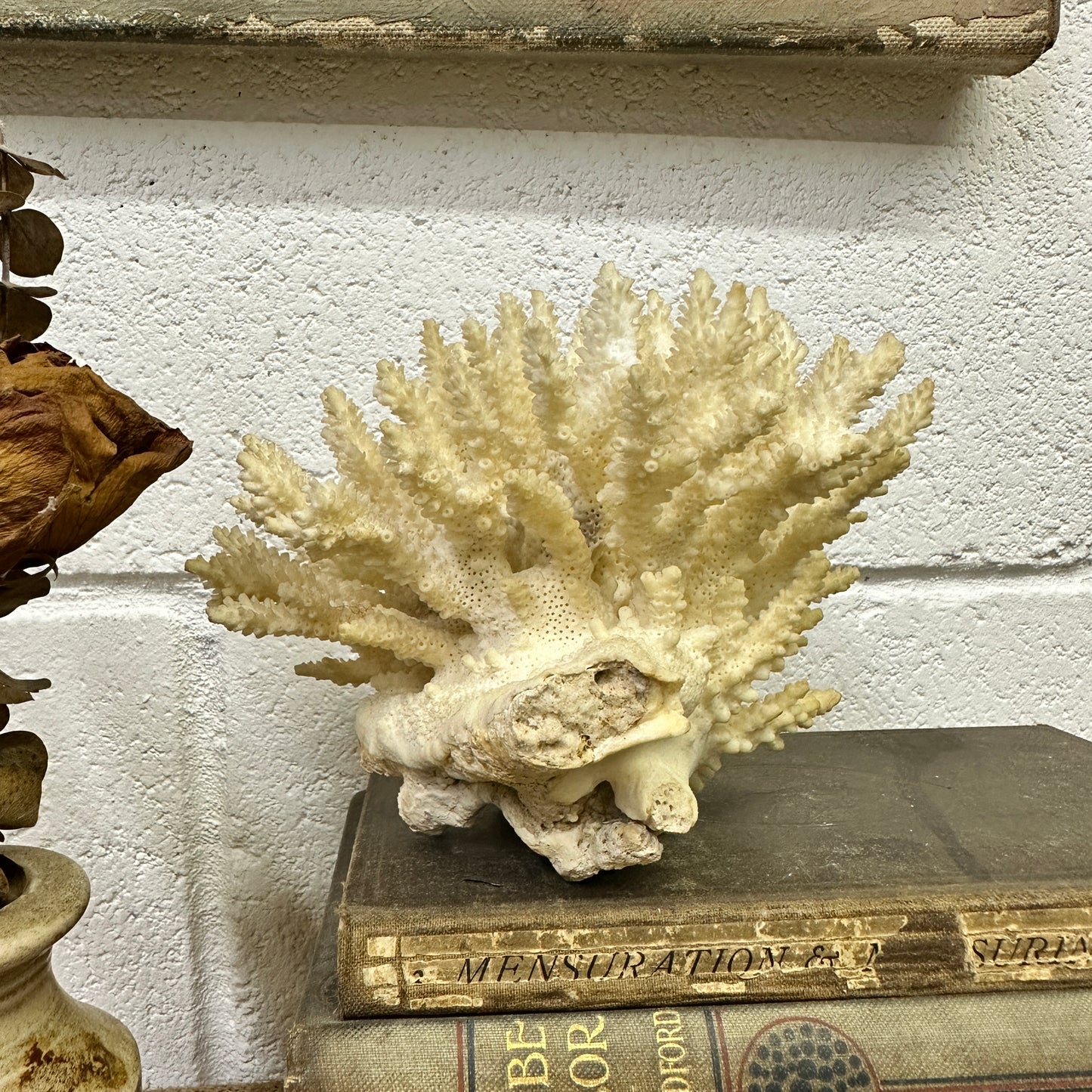 Antique Coral Specimen