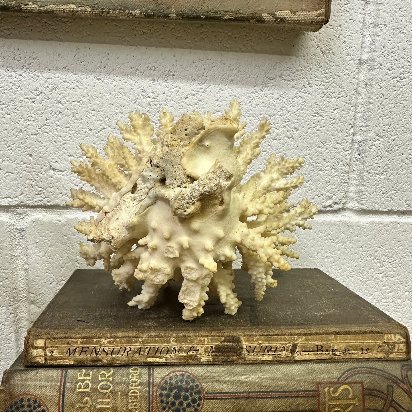 Antique Coral Specimen