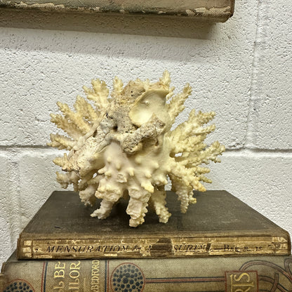 Antique Coral Specimen