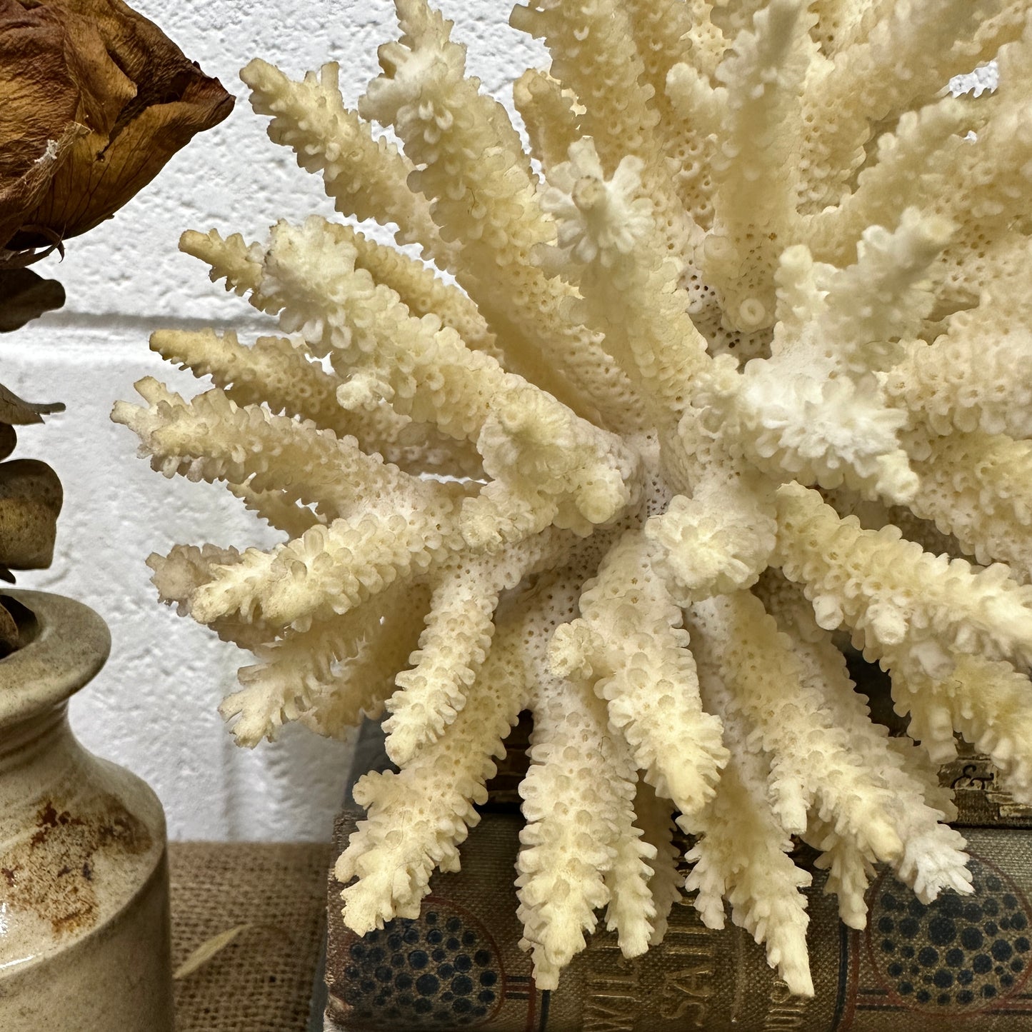 Antique Coral Specimen