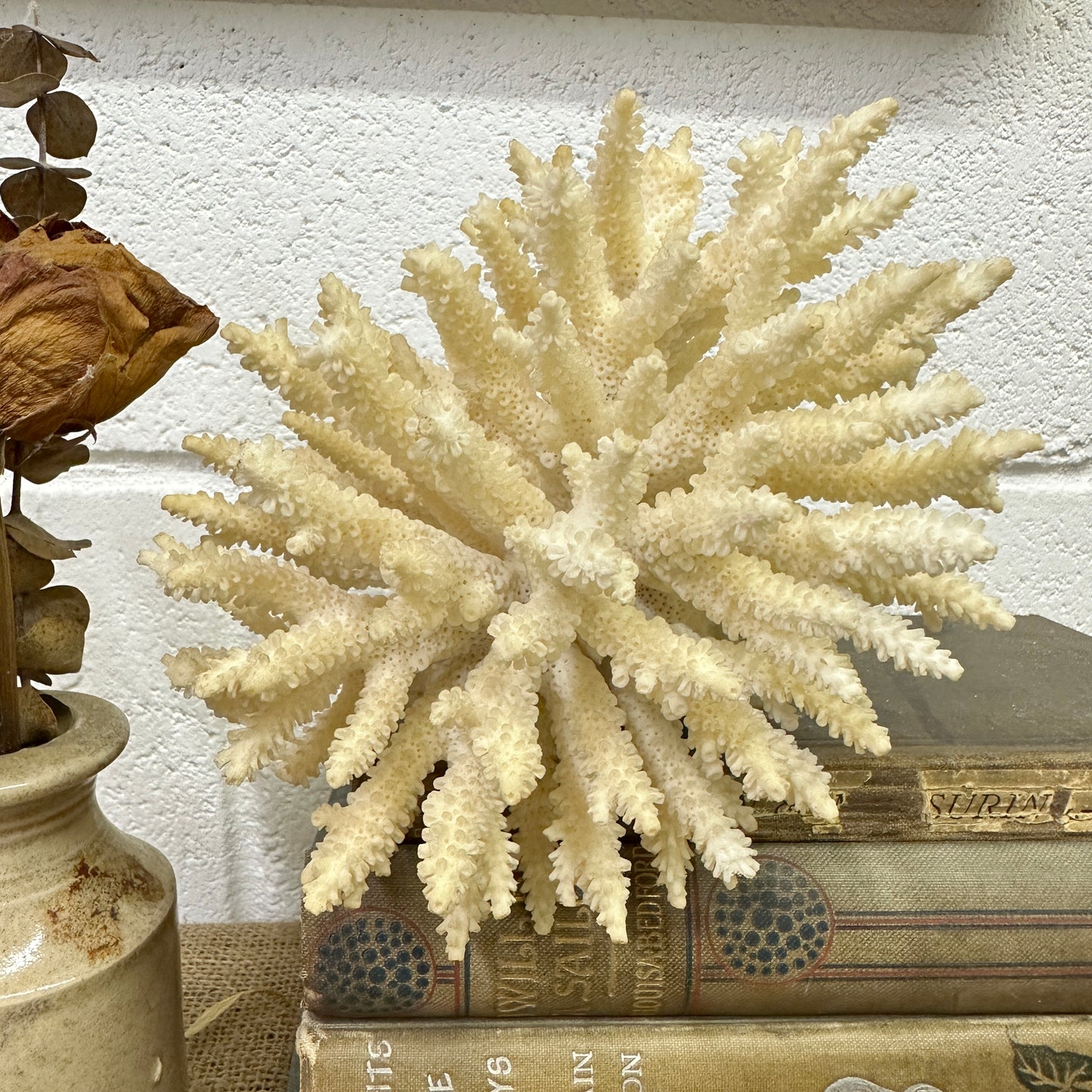 Antique Coral Specimen