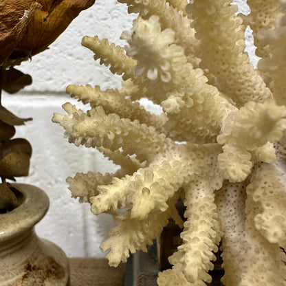 Antique Coral Specimen