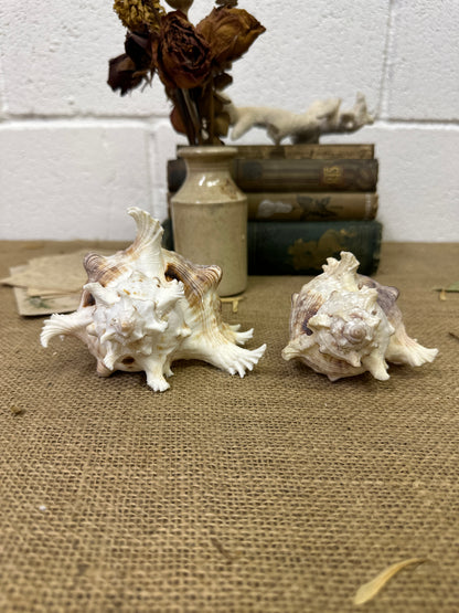 Pair of Ramose Murex Snail Seashells