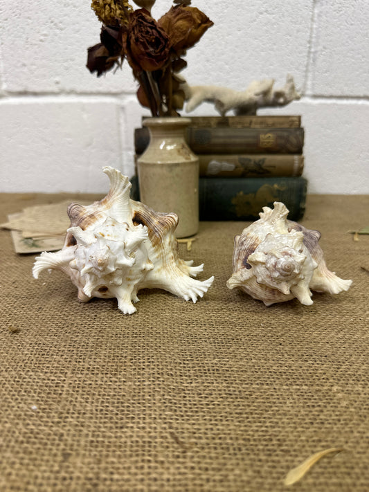 Pair of Ramose Murex Snail Seashells
