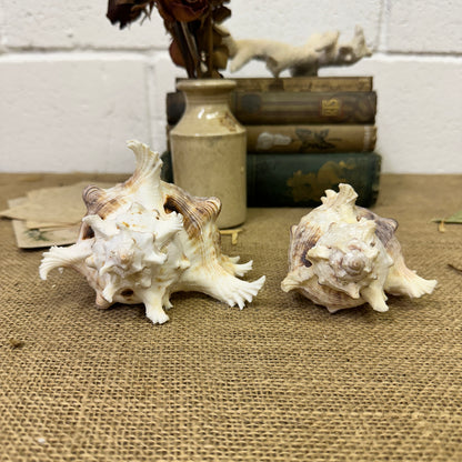 Pair of Ramose Murex Snail Seashells